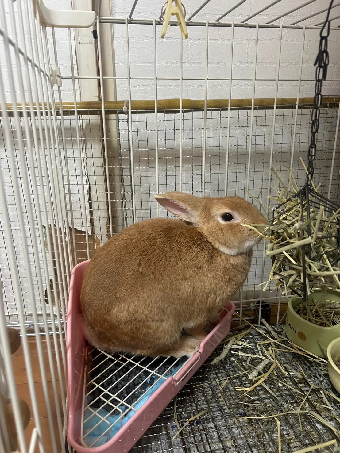 うさぎのトイレ